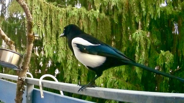 Eine schwarz-weiße Elster sitzt auf einem Geländer mit grünen Bäumen im Hintergrund. Nahaufnahme. Sie ist von seitlich hinten aufgenommen und schaut in die linke Richtung