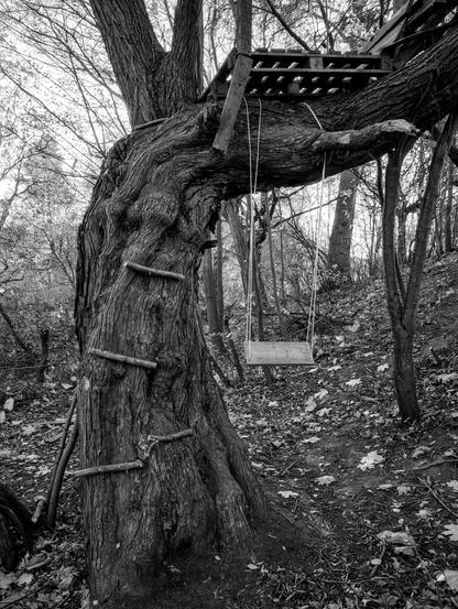 The photograph shows a weathered, twisted tree in a forest, captured in black and white. Its massive, textured trunk bends dramatically to the side, creating a natural support for a simple wooden treehouse platform built among the branches. Rough wooden steps are nailed into the trunk, forming a makeshift ladder leading upward.
Hanging beneath one of the large horizontal limbs is a small wooden swing suspended by two ropes, gently poised above a leaf-strewn forest floor. The surrounding trees are thin and bare, their branches creating a delicate, tangled backdrop. The overall mood is nostalgic and slightly melancholic — a quiet reminder of childhood play spaces now softened by time and nature