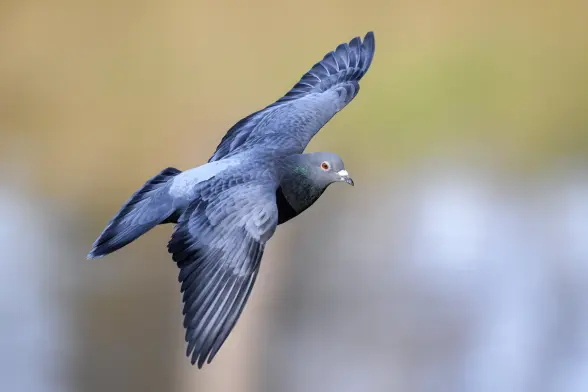 photo of a pigeon in flight