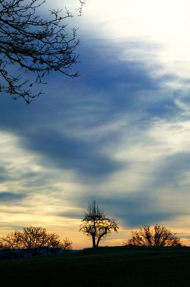 Baum-Silhouetten ohne Blätter, dahinter bewölkter Winterhimmel