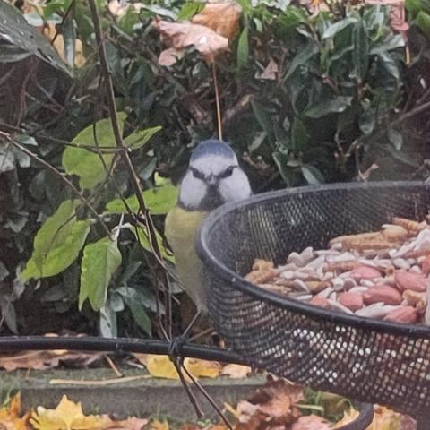 Pimpelmees kijkt eerst goed naar wat (wie? Ik) daar achter het glas zit...op de rand van het mandje met vogelvoer omgeven door groen van planten