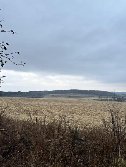 A Moody grey sky sits over hazy hills, damp with moisture. In the mid ground, the cornfield is golden and empty.