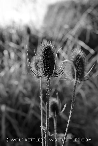 A black and white photograph of the seedheads of self-sown teasels before the blurry background of the garden.