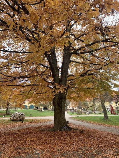 Im Vordergrund ein großer Laubbaum mit gelben Blättern. Dahinter ein langgezogenes Gebäude.
Links ein großes Ei, ein Kunstwerk.