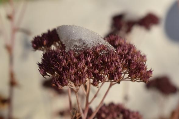 Ein vertrockneter Blütenstand einer rosablühenden Fetthenne (Sedum) mit einer kleinen Schneehaube im Sonnenschein vor einer hellen Mauer.