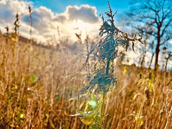 Trockenes Gras mit gelblichen und braunen Ähren auf einem Feld unter blauem Himmel.