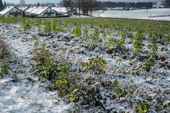 Schnee auf dem Feld