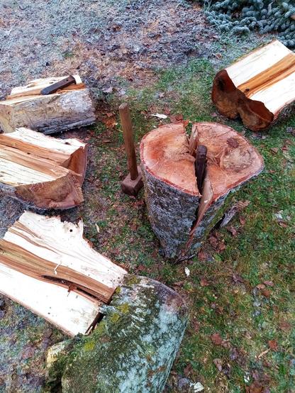 A thick log of birch with some rot on one side is being split by a steel wedge that has been driven in with Mjölnir. Other logs around have already been split in two, making it possible to pick them up for loading. The ground is frozen grass that has been trampled on.
