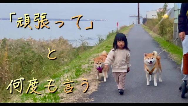 柴犬を散歩しているつもりだった子供が、今では励ましながら歩く