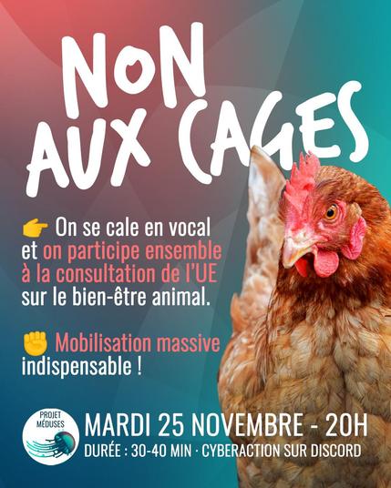 Visuel dans les tons dégradés du rose au bleu montrant la phoot d’une poule et disant : « NON AUX CAGES - 👉 On se cale en vocal et on participe ensemble à la consultation de l’UE sur le bien-être animal. ✊ Mobilisation massive indispensable ! Mardi 25 novembre – 20h – Durée 30 à 40 min. - Cyberaction sur Discord »