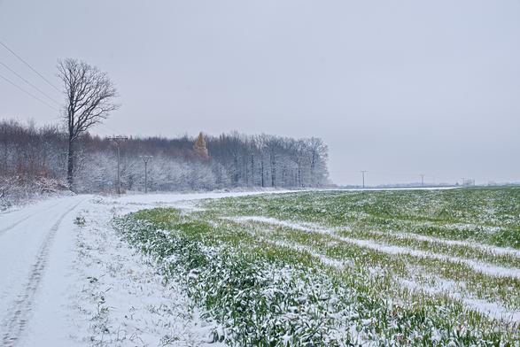 Zasněžená polní cesta, vpravo zelenobílé pole, v pozadí les s jedním výrazným starým stromem.