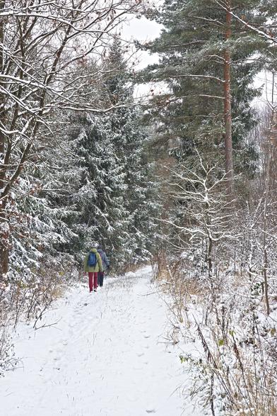 Zasněžená cesta lesem po které jsou dvě osoby