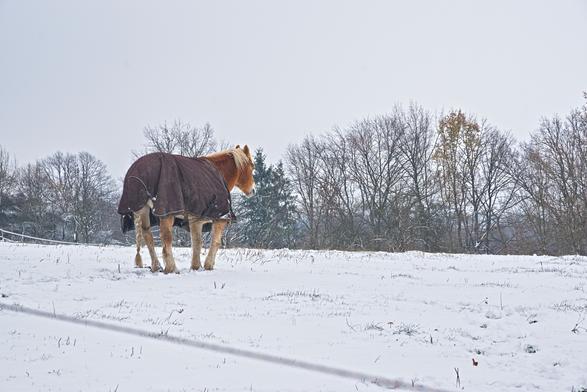 Kůň na zasněžené louce, v pozadí stromy.