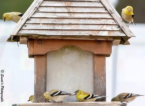 Invasion

"A rustic wooden bird feeder stands like a tiny cabin in the green hush of morning. Its shingled roof is weathered and warm-toned, and the central panel—frosted or opaque—glows softly in the ambient light. But the real spectacle is the flurry of American Goldfinches (Spinus tristis) that have claimed it as their own.

Six goldfinches, bright as sunbursts, animate the scene with their lemon-yellow plumage and crisp black markings. Two perch boldly atop the roof, surveying the area like feathered sentinels. Below, four more cluster around the base, feeding or waiting their turn, their small bodies angled and alert. One bird leans in, beak poised, while another flutters just above the perch, wings blurred in motion.

The birds’ black caps and wings contrast sharply with their golden bodies, and their presence turns the feeder into a living bouquet—yellow petals with wings. The background is a soft blur of green, likely trees or garden foliage, which frames the action without distraction. The composition is balanced yet lively, capturing a moment of communal urgency and cheerful takeover.

Along the left edge, the image bears the signature “© Swede's Photographs,” a quiet nod to the artist who caught this burst of avian choreography." - Microsoft Copilot