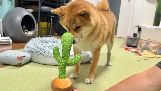 柴犬に動くおもちゃを見せたら本気の柴距離が発動した