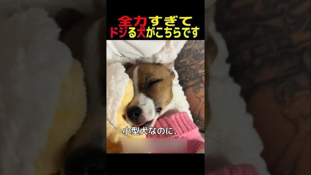 全力すぎてドジる犬がこちらです　#ジャックラッセルテリア #笑える #癒し #犬のいる生活 #犬のいる暮らし #犬好きさんと繋がりたい #元気になる動画