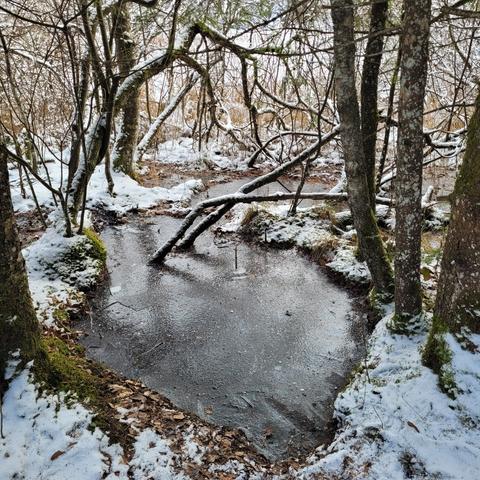 Wassertümpel im Moor gefroren