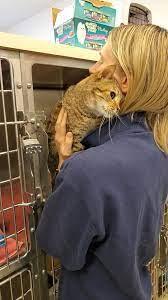 Person with a cat on their shoulder taken-out if a cage, presumably at an Humane Society adoption centre.