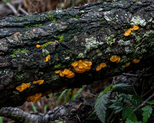 An orange jelly fungus grows from a fallen mossy tree trunk on the ground in a forest.