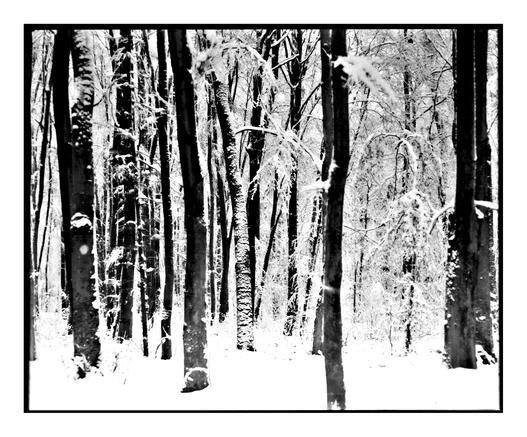 A high-contrast, black and white medium format photo of a snowy forest. The image is filled with vertical tree trunks. Snow clings to the sides of the bark and covers the branches, creating a texture of dark wood and bright white snow. The scene feels quiet and cold.