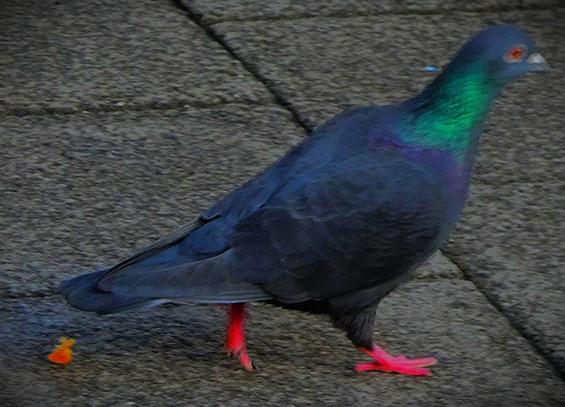 A handsome looking small pigeon at King's Lynn bus station. It has a dark body, red claws both of which are clearly visible in this picture, a green flash around its neck and red rimmed black eyes, one of which is visible in this shot.