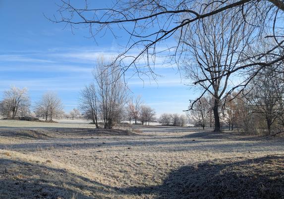 Wellige Wiese mit kahlen Bäumen, alles von Reif überzogen.