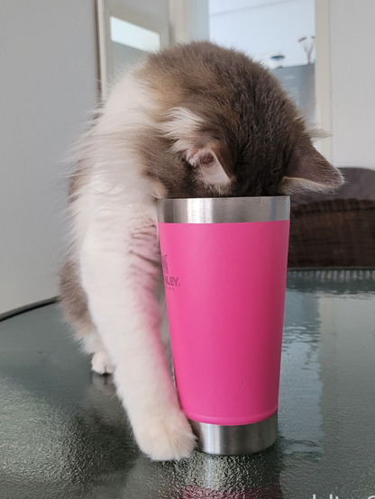 On a glass table, a grey and white cat literally sniffs inside a steel/pink thermal glass.

[Brazilian Portuguese] Sobre uma mesa de vidro, gato cinza e branco literalmente fuça dentro de um copo térmico de aço/cor de rosa.