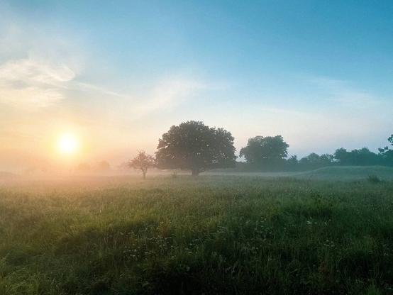A misty meadow at sunrise, with soft golden light filtering through fog and silhouetted trees standing in the distance under a pale blue sky.