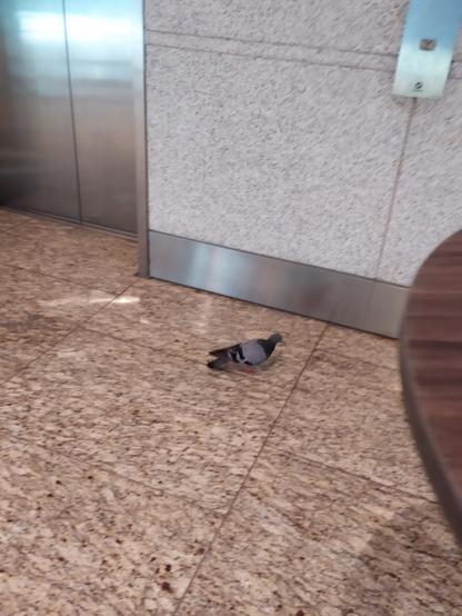Pigeon running away from the camera inside Mumbai airport