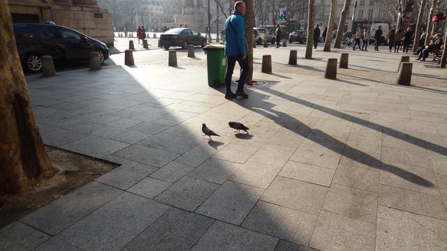 Two pigeons on a sidewalk somewhere in wintery Paris, in weak sunlight