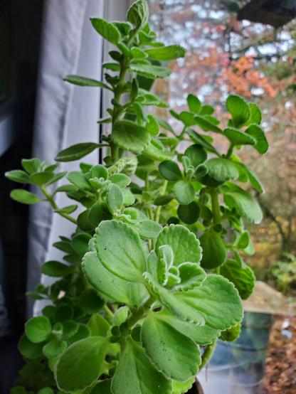 A close up of a green, mint-like plant with rounded, semi-succulant leaves sitting in a window