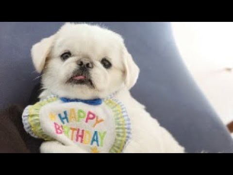 ㊗️5歳 ムーチョ大お誕生日会