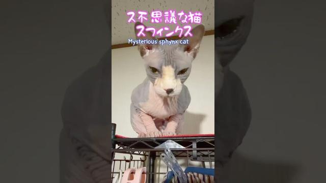 スフィンクス猫チャイの大切な物#shorts #cat #lifewithcats #猫 #猫のいる暮らし #sphynx