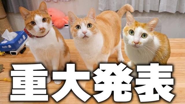 茶白猫たちから皆様へ大切なご報告があります。