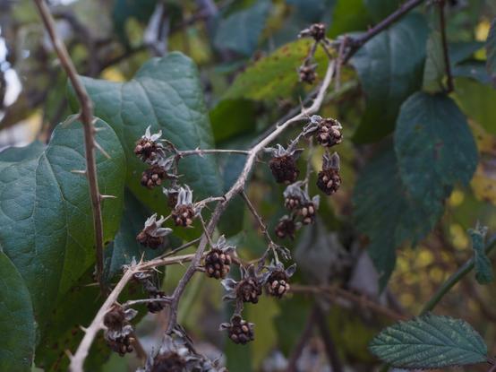 Dryed out Blackberrys in coulor