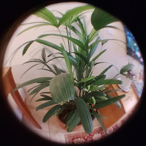 Foto feita com uma deformação extrema de uma lente olho de peixe, registrando uma palmeira em um vaso dentro de casa.