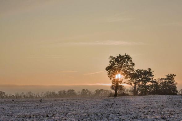 la plaine couverte de neige et un couché de soleil derrière un arbre