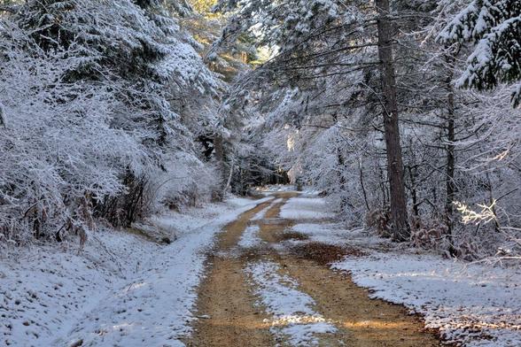 chemin de foret sous la neige