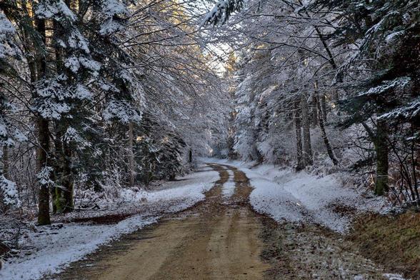 chemin dans les bois sous le neige