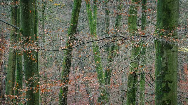Grüne Buchenstämme, an den Zweigen letzte rotbraune Blätter