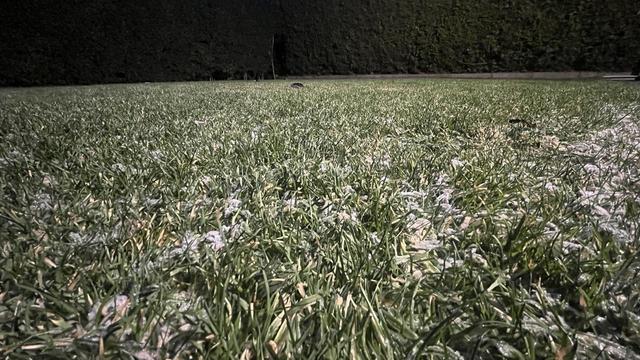 Ein mit Raureif bedeckter Rasen, im Hintergrund eine Hecke.