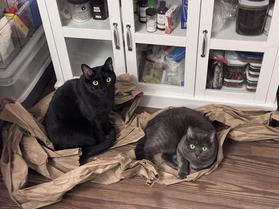 A black cat sits and a grey cat lay on packing paper on a hardwood floor in front of a set of cabinet doors. Both are staring at the camera in astonishment.