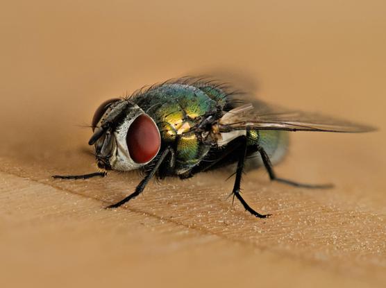 The same photo of a fly as in the previous post but now the contrast and color saturation are higher and the image slightly cropped so the fly looks slightly bigger.
