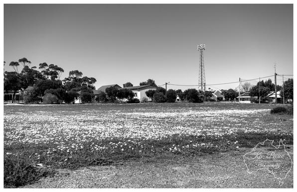 A wide, black and white photograph of a flowering field in the country town of Dumbleyung. In the immediate foreground, the ground is rough gravel and dirt, leading to a large expanse covered densely with small white and black daisies.  Beyond the field, a row of green trees and bushes separates the foreground from the houses and buildings of the town.  A distinctive, tall, latticed communication or mobile phone tower stands in the center right background, rising above the low rooflines. The sky is bright and clear, creating a high contrast rural scene.