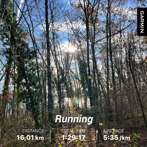 Trees at a lake in the glaring sun, shining through between the tree trunks