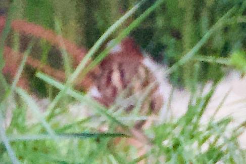 A dark brown blob with a beak full of light brown hemp standing on an as yet unmolested blanket of hemp