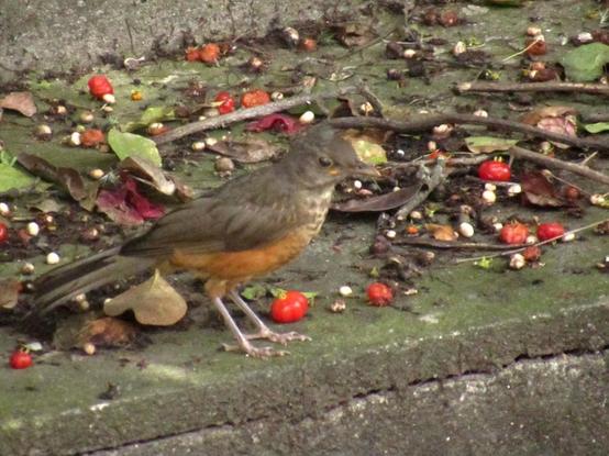 sabiá laranjeira fotografado à distância, no chão. a ave expõe sua lateral direita, tendo o corpo voltado para a direita

apresenta a coloração típica da espécie: dorso marrom acinzentado, ventre laranja e colarinho frisado de bege e marrom

o sabiá está sobre a calçada, toda sua de pitangas, galhos e folhas
