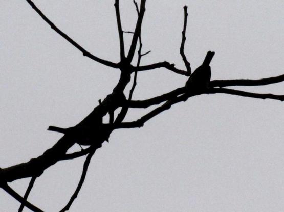 foto em alto contraste: silhueta de sanhaços cinzentos empoleirados em árvore sem folhas e clicados à distância, contra o céu nublado

as aves estão de costas para a câmera, vistas a partir do chão