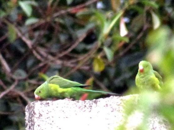 foto colorida de um par de periquitos ricos tagarelando no alto de um muro. uma das aves está em vista lateral, com a cabeça apontada para a esquerda da foto. a outra, atrás da primeira, está em vista três quartos e está parcialmente escondida por vegetação em primeiro plano

no plano de fundo, em desfoque, uma árvore com densa folhagem