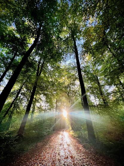 A narrow forest path curves into the distance, covered with fallen leaves. Tall trees arch overhead, their dense green canopy filtering the light. At the centre of the scene, the sun sits low, shining brightly through the trees and creating long, radiant beams that spread across the path. The sunlight makes the damp ground glisten while the surrounding forest remains dim and shadowed.